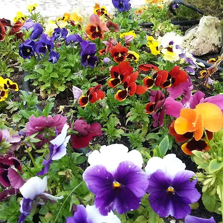 Апартаменты Residenza Il Rivo *